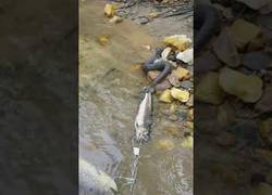 Enlace a Esta serpiente se pelea con un pescador por su presa