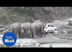 Enlace a Elefantes cabreados mueven coches que tapaban su ruta migratoria