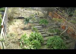 Enlace a Cabras se meriendan un jardín entero en 6 días