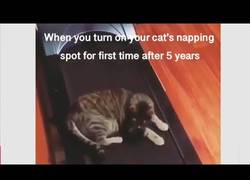 Enlace a Cuando enciendes el sitio favorito de tu gato después de 5 años