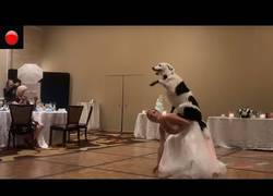 Enlace a Una entrenadora canina sorprende a los invitados de su boda con este baile