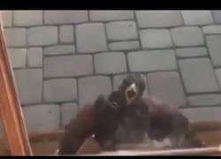 Enlace a Pájaro la toma con un hombre y se dedica a gritarle en la puerta