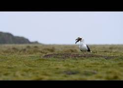 Enlace a Una gaviota se come de un solo bocado a un conejo