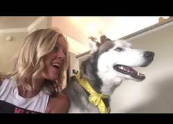 Enlace a Husky canta con su dueña, pero no puede llegar a las notas más altas y se pone triste
