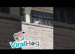 Enlace a Cacatua anarkista arranca 