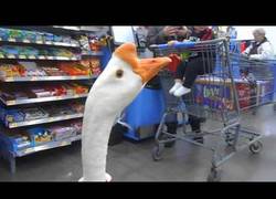 Enlace a George el ganso se va de compras a Walmart