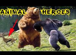 Enlace a Animales rescatando y salvando a otros animales