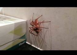 Enlace a El enemigo de mi enemigo es mi amigo