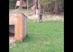 Enlace a ¿Qué fue de Bambi? Estaba de parranda