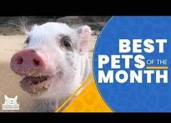 Enlace a Quién tiene una mascota tiene un bufón