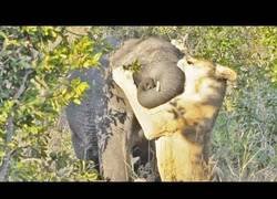 Enlace a Elefante vs leona