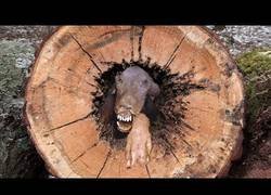 Enlace a Lo último que te esperarías encontrar dentro de una árbol
