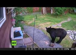 Enlace a El perro con más huevos de internet