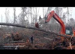 Enlace a Orangutan intenta parar un bulldozer que estaba destruyendo su hábitat