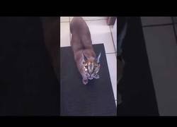 Enlace a Ni aunque fuese un gatito bebé me atrevería