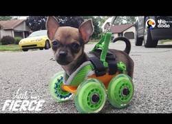 Enlace a Perrito nace sin patitas delanteras y sus dueños le construyen una solución