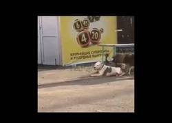 Enlace a Perro callejero libera a un compañero domesticado y se lo lleva de paseo