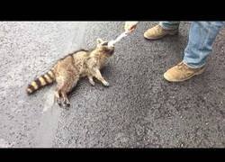 Enlace a Rescate a un mapache que se habia quedado atrapado del cuello