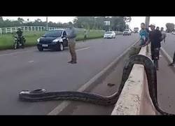 Enlace a Una cobra gigantesca se impone y atraviesa una autovia