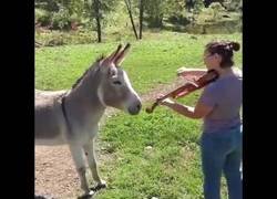Enlace a Dueto de una violinista y su burro