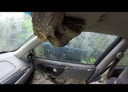 Enlace a Avispas se hacen con el interior de un coche y lo convierten en su hogar