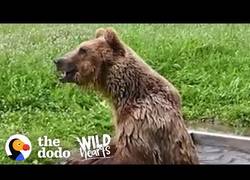 Enlace a La reacción de un oso rescatado después de 8 años tras rejas de metal