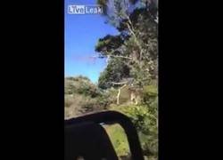 Enlace a Giraffic Park