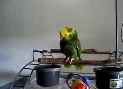 Enlace a Loro llora exáctamente igual que un bebé