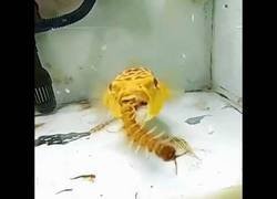 Enlace a El pez globo se come todas tus pesadillas