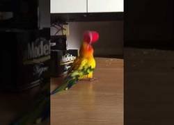 Enlace a No sé si es de verdad o un juguete del Imaginarium