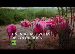 Enlace a Ovejas rosas como promoción para un festival