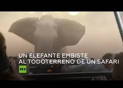 Enlace a Recuerda llevar siempre cacahuetes