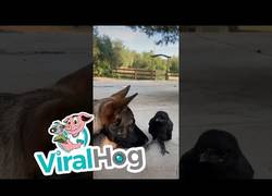 Enlace a La amistad más rara desde ''Todd y Toby''