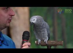 Enlace a Este loro te imita lo que quieras