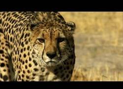 Enlace a Esto es el bronx de la sabana