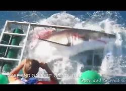 Enlace a ¿Qué pasa cuando un tiburón blanco se cuela en la celda del submarinista?
