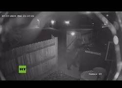 Enlace a Un oso roba un contenedor de basura de una tienda