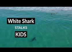 Enlace a El vídeo que demuestra que los tiburones no son unos asesinos sin sentido