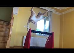 Enlace a Primer entreno del nuevo fichaje para esta temporada