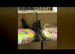 Enlace a Ardilla ataca a una mujer que la grababa mientras robaba comida en un supermercado