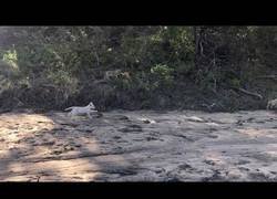 Enlace a El rey que nos fue prometido, ¡KIMBA!