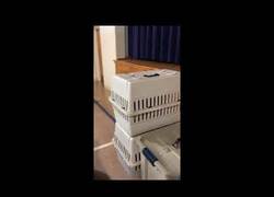 Enlace a Cuando me aburro me gusta fingir que soy un bebé y trolear a la gente