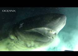 Enlace a Los pelos de punta cuando un tiburón gigante decide curiosear muy cerca de ti