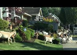 Enlace a El harén de Satán ha llegado a la ciudad