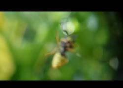 Enlace a Avispa 'pillada' robándole la comida a una araña