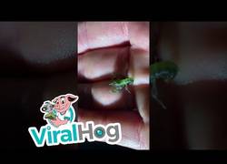 Enlace a ¿Alguna vez habías visto una langosta bebé?