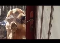 Enlace a ¡Antonio, el perro ya es más listo que el niño!