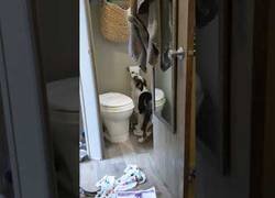 Enlace a Ahora ya solo queda que aprenda a usar el retrete