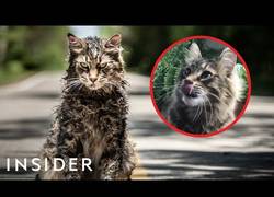 Enlace a Cómo entrenan a los gatos para la televisión y el cine [ENG]