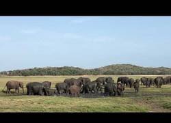 Enlace a Elefantes asiáticos se aplican protector solar